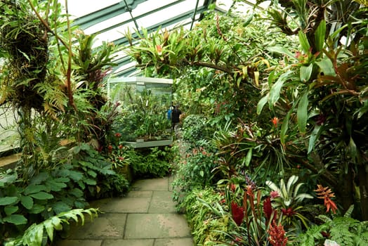 Amazonian Ecosystem Enchantment: Nature's Wonders in the Botanical Greenhouse. Botanic Rainforest Marvel: Exploring the Amazonian Flora in the Conservatory. Amazonian Ecosystem Enchantment Unveiled: Nature's Wonders in the Eco-friendly Botanical Greenhouse. Journey into Botanic Rainforest Marvel: Exploring the Amazonian Flora in the Greenhouse Haven. Rainforest Oasis Defined: A Lush Tapestry of Amazonian Plants in the Ecological Sanctuary. Sustainable Amazon Captured: Thriving Rainforest Diversity in the Eco-friendly Conservatory Wonderland. Nature's Embrace Revealed: Amazonian Beauty Flourishing Amidst the Lush Greenery.