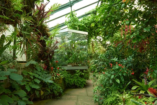 Amazonian Ecosystem Enchantment: Nature's Wonders in the Botanical Greenhouse. Botanic Rainforest Marvel: Exploring the Amazonian Flora in the Conservatory. Amazonian Ecosystem Enchantment Unveiled: Nature's Wonders in the Eco-friendly Botanical Greenhouse. Journey into Botanic Rainforest Marvel: Exploring the Amazonian Flora in the Greenhouse Haven. Rainforest Oasis Defined: A Lush Tapestry of Amazonian Plants in the Ecological Sanctuary. Sustainable Amazon Captured: Thriving Rainforest Diversity in the Eco-friendly Conservatory Wonderland. Nature's Embrace Revealed: Amazonian Beauty Flourishing Amidst the Lush Greenery.