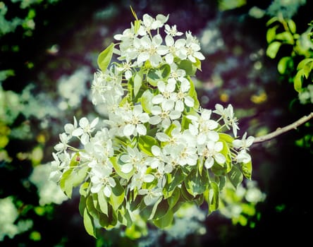 Vintage retro effect filtered hipster style image of apple tree blossoming branch in spring with flowers