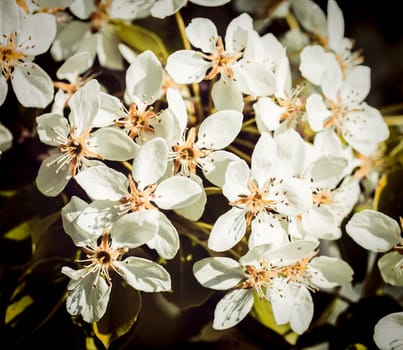 Vintage retro effect filtered hipster style image of apple tree blossoming branch in spring