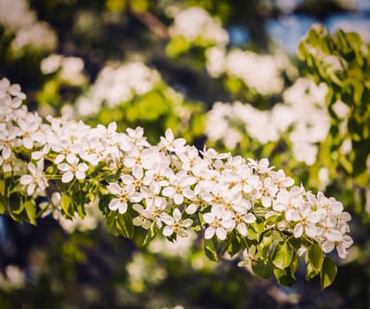 Vintage retro effect filtered hipster style image of apple tree blossoming branch in spring