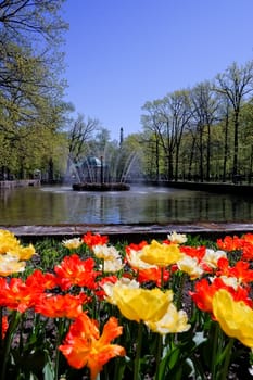 flowerbed of pink tulips in the park in spring in sunlight landscaping and gardening flowers selective focus soft focus