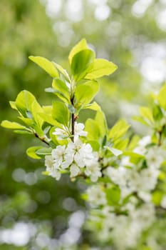 Spring blossom: branch of a blossoming apple tree on garden background