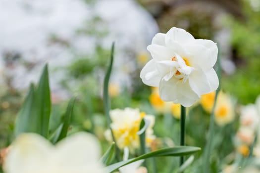 Narcissus of the Ice King species on a flowerbed.