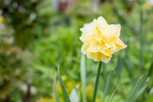 Yellow daffodils in full bloom on dark background, close up