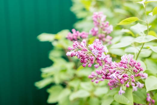 Branches with blooming bunches of lilac in the garden selective focus