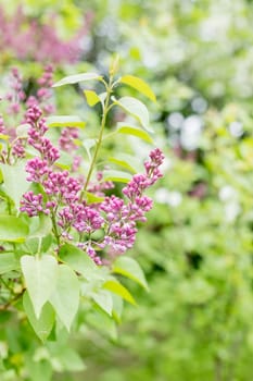 Branches with blooming bunches of lilac in the garden selective focus