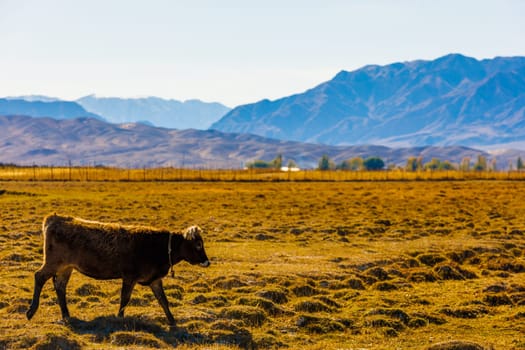 milk cow walking back home from free-range grazing on yellow dry grass field in front of mountains sunny autumn afternoon.