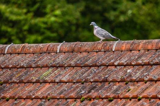 A single pigeon on the ridge of a roof cropped against green trees in the background