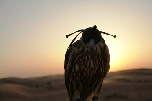 Falcon in the desert at sunset. High quality photo