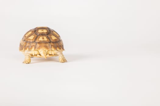 Meet the sulcata tortoise, a patient and cute African reptile, in this isolated portrait against a white background. Its unique pattern and design make it a true beauty in the world of amphibians.