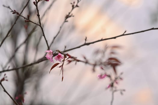 Pink Wild Himalayan Cherry Blossom branches against sky at sunrise in winter.