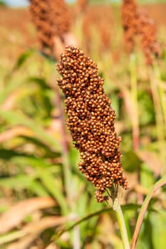 Millet or Sorghum an important cereal crop in field for making porridge or baking bread or brewing beer