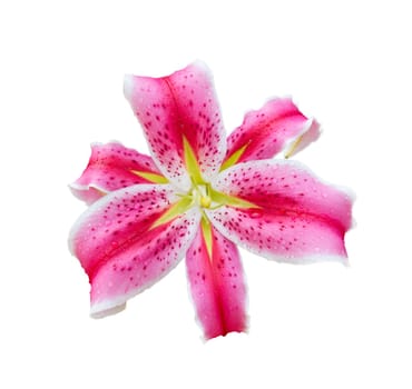 Close up of pink lily flower isolated on white background