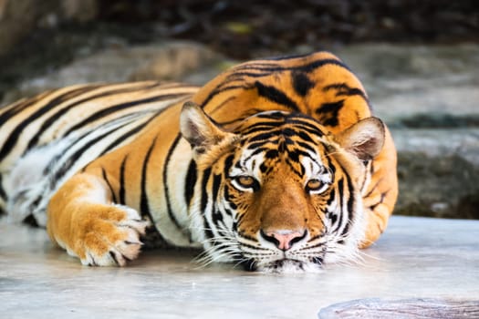 Close up Tiger lying relax on a stone looking into camera.