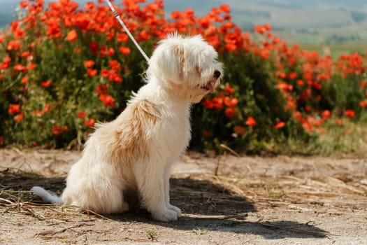 White dog puppy sits in a poppy field. Natural background with dog puppy sitting on a summer Sunny meadow surrounded by flowers