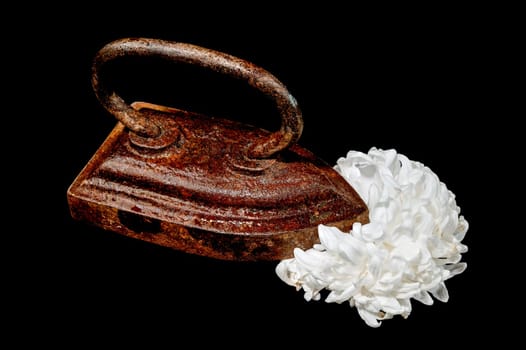 Creative still life with vintage iron with white chrysanthemum flower head on a black background