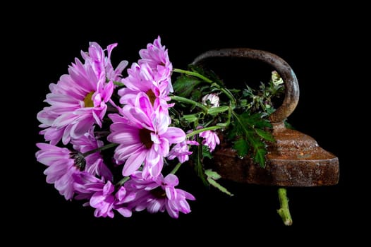 Creative still life with vintage iron with pink chrysanthemum flowers on a black background