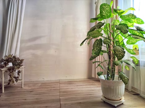 Room with fabric curtains, window, lighting and big home flower dieffenbachia. Loft style in interior. Background and location for photo shoot