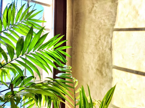 Green Hamedorea palm tree branch with leaves on windowsill in sunny day. Domestic plant. Frame, pattern, copy space on light background