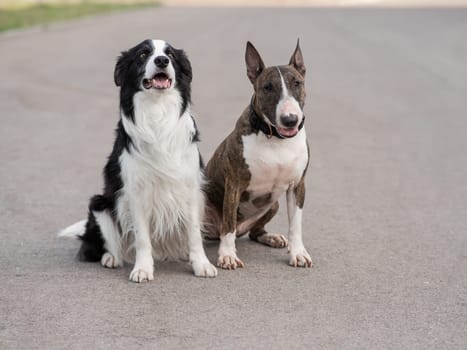 Black and white border collie and brindle bull terrier sit on a walk