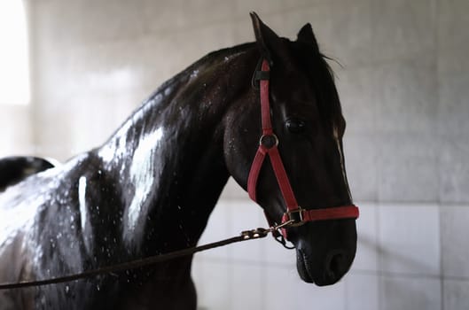Wet black thoroughbred horse standing in stall after washing. Pet care concept