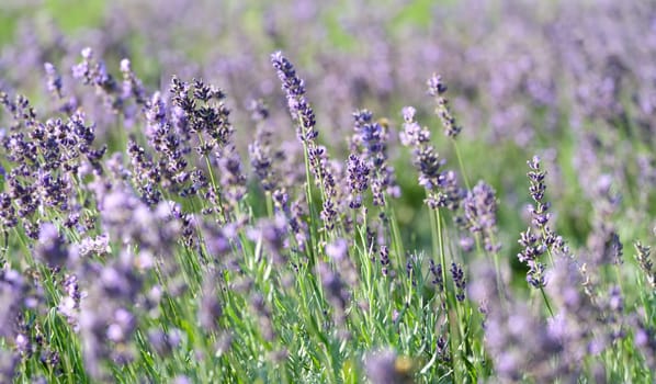 Closeup of purple lavender flowers in garden. Environmental protection concept