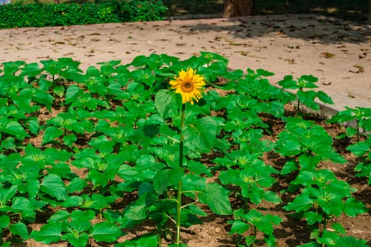 One young of flower sunflower among many green leaves