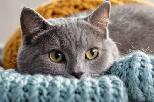 Funny gray cat sticks out its muzzle among woolen knitted clothes.