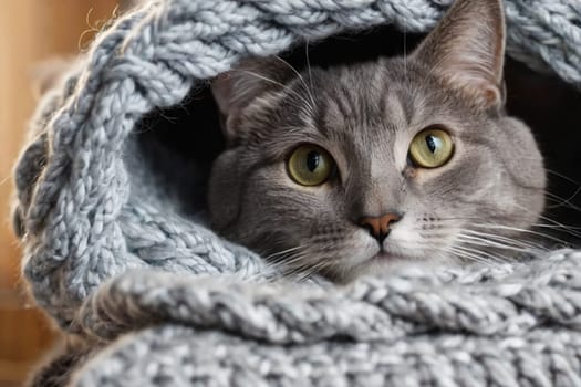 Funny gray cat sticks out its muzzle among woolen knitted clothes.