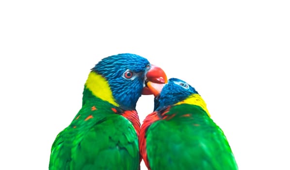 couple of parrots in love kissing , birds