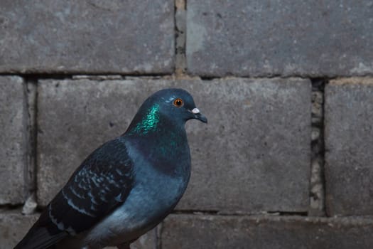 dove on the background of a brick wall, birds