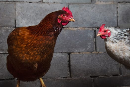 red and white chickens on a brick wall background, birds