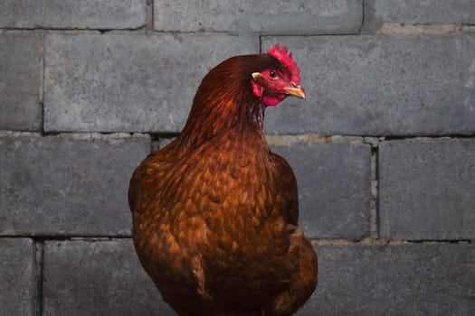 red chicken on the background of a brick wall, birds