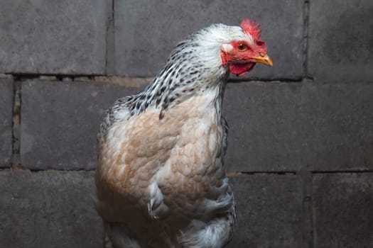 white chicken on the background of a brick wall, birds
