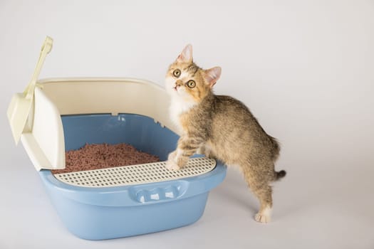 A cat comfortably sits in a litter box on a pristine white background emphasizing the need for animal care and hygiene. The cat tray is where the cat conducts its business.