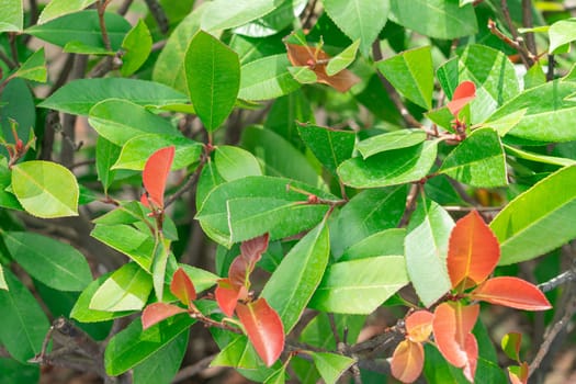 Background of green shrub leaves large texture. photo