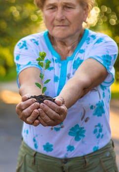 Grandmother holds a tree sprout in her hands. Selective focus. Nature.