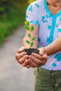 Grandmother holds a tree sprout in her hands. Selective focus. Nature.