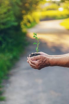 Grandmother holds a tree sprout in her hands. Selective focus. Nature.