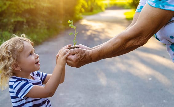 Grandmother and child hold a tree sprout in their hands. Selective focus. Nature.