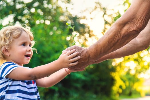 Grandmother and child hold a tree sprout in their hands. Selective focus. Nature.