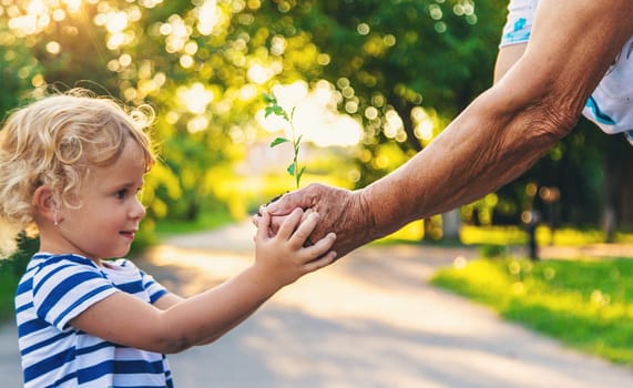 Grandmother and child hold a tree sprout in their hands. Selective focus. Nature.