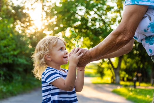 Grandmother and child hold a tree sprout in their hands. Selective focus. Nature.