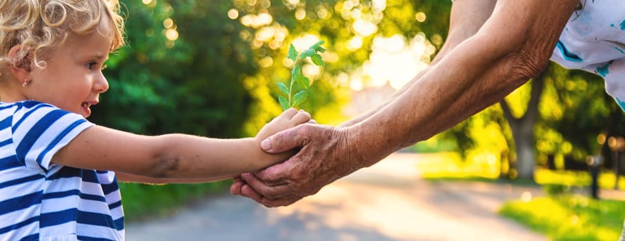 Grandmother and child hold a tree sprout in their hands. Selective focus. Nature.