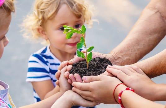 Grandmother and child hold a tree sprout in their hands. Selective focus. Nature.