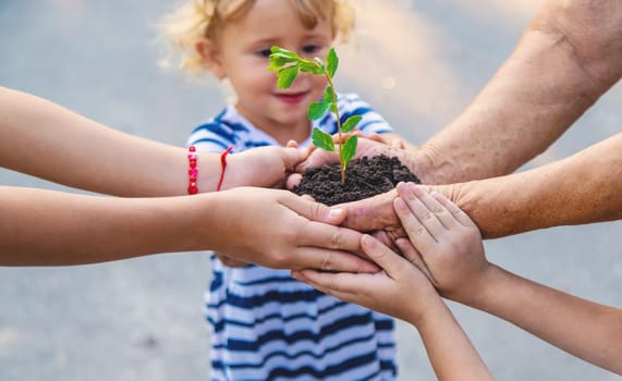 Grandmother and child hold a tree sprout in their hands. Selective focus. Nature.