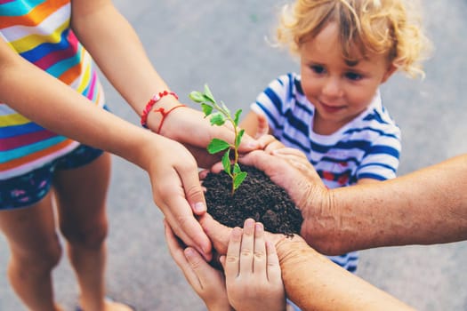 Grandmother and child hold a tree sprout in their hands. Selective focus. Nature.