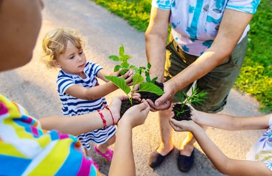 Grandmother and child hold a tree sprout in their hands. Selective focus. Nature.