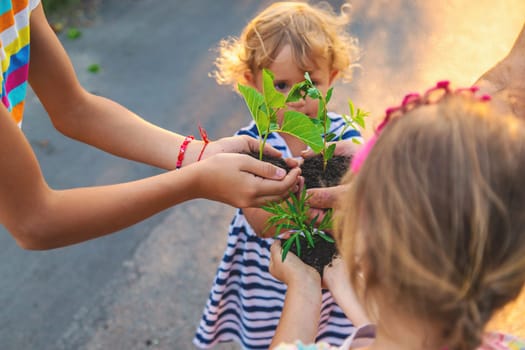 Grandmother and child hold a tree sprout in their hands. Selective focus. Nature.